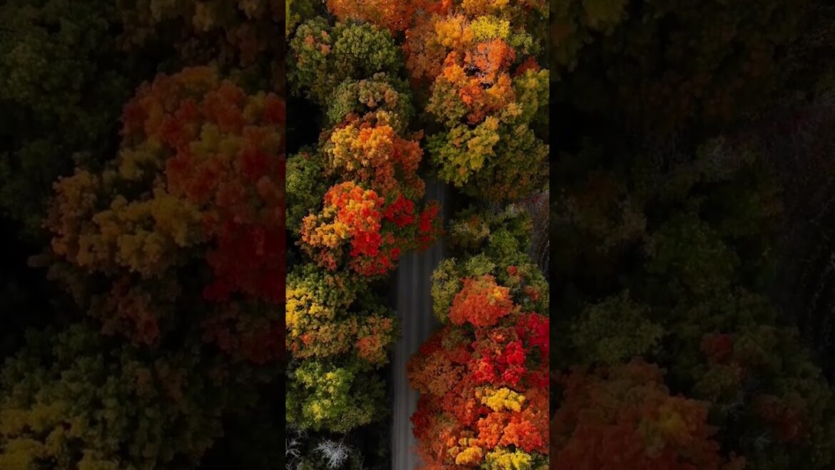 Autumn drone view ❤️🌸 #autumn #shorts #short #travel #japan #travelvlog