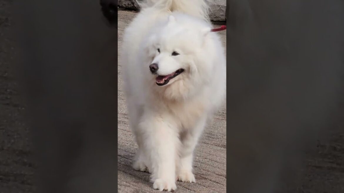 Pyranee feeling happy looking for Husky and Akita