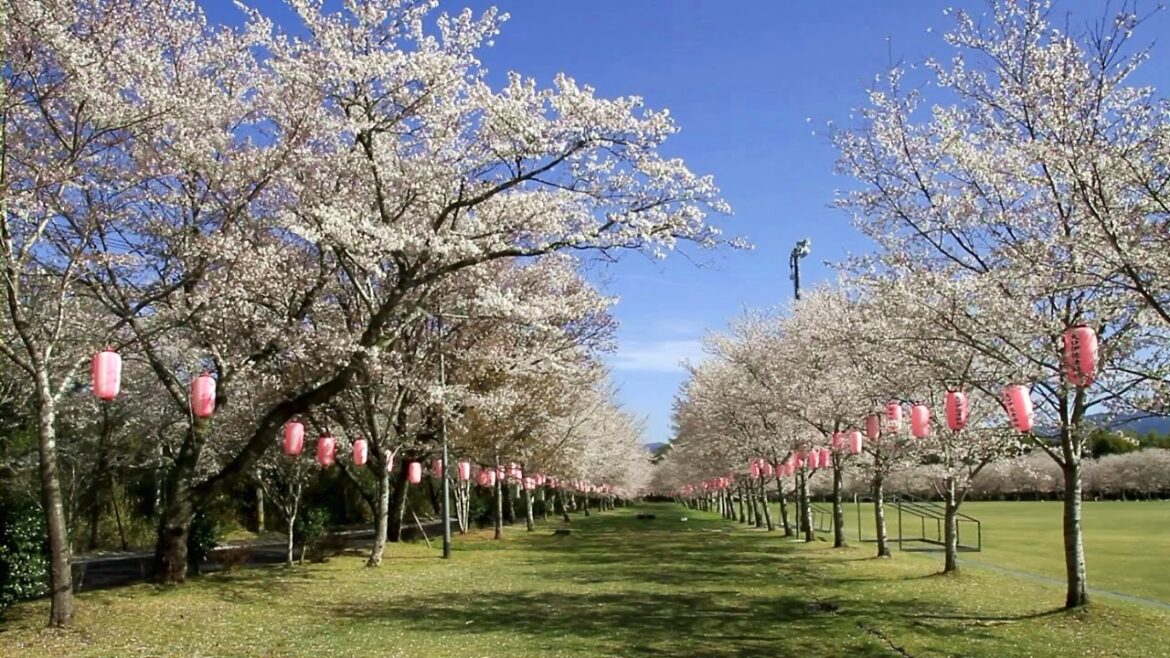 鹿児島県　忠元公園の桜 / Tadamoto Park and Cherry Blossoms ( Kagoshima, Japan )  [HD]