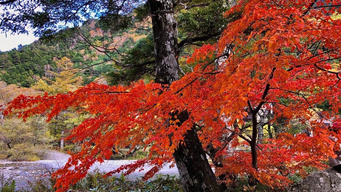 Beautiful Fall Scenery of Kamikochi / 秋の上高地 - John Dunbar's Theme (Dances With Wolves)