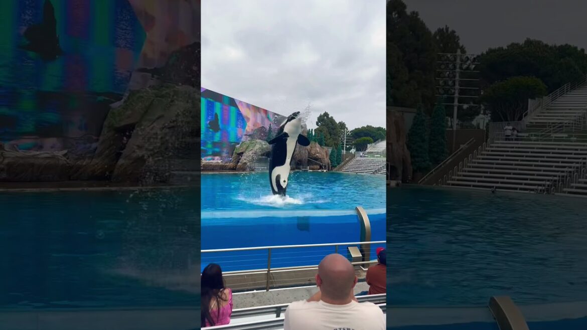 Orca Show at Sea world San Diego #orca #seaworld #sandiego #shorts