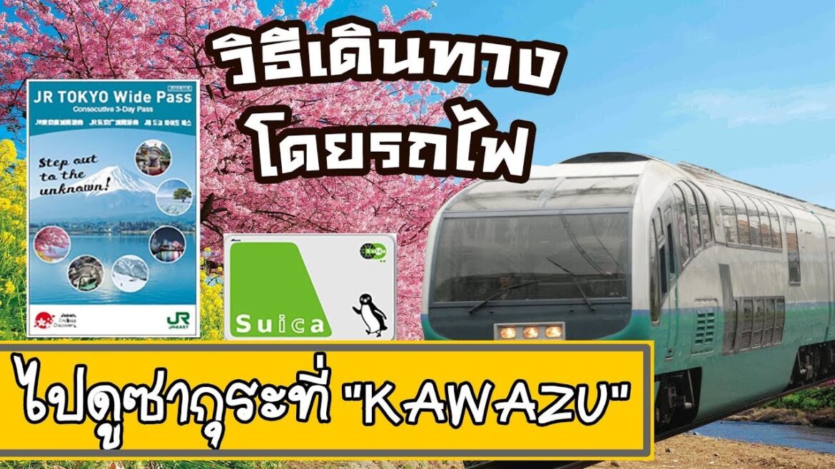 วิธีเดินทางไปดู ซากุระ ที่ kawazu โดยรถไฟ odoriko จากโตเกียว ช่วงปลายเดือนกุมภาพันธ์-ต้นเดือนมีนาคม วิธีเดินทางไปดู ซากุระ ที่ kawazu โดยรถไฟ odoriko จากโตเกียว ช่วงปลายเดือนกุมภาพันธ์-ต้นเดือนมีนาคม