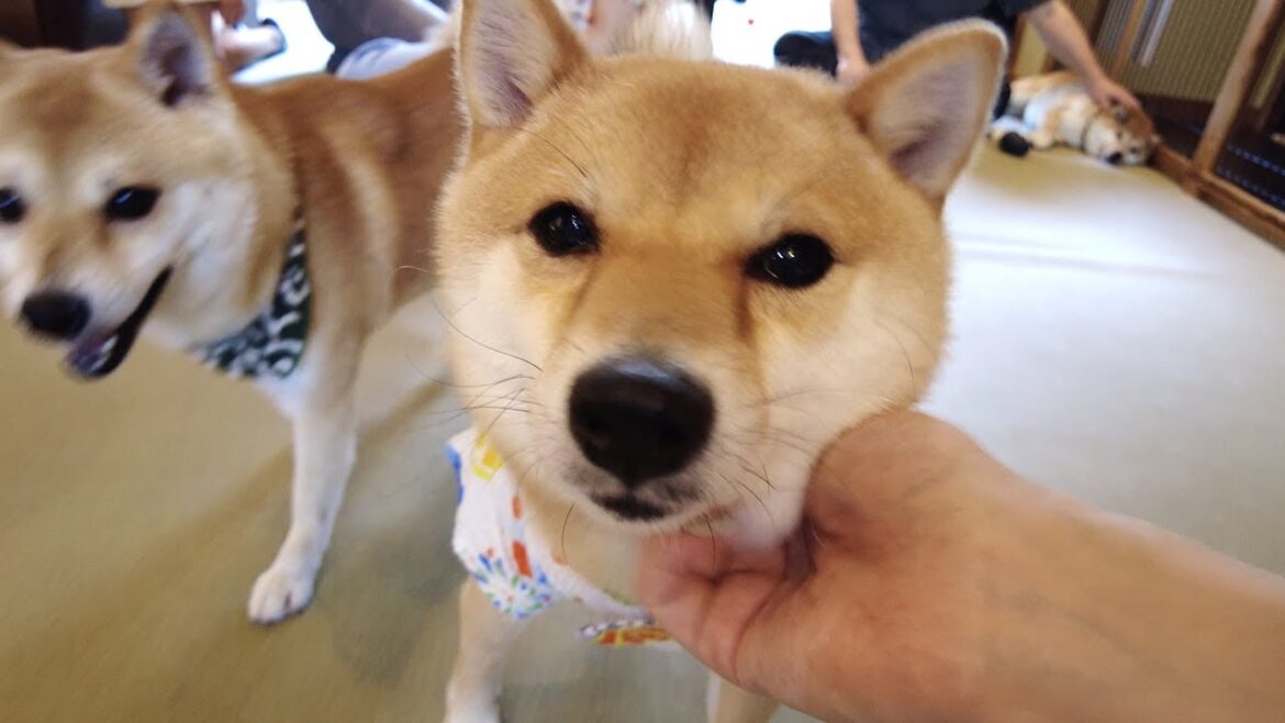CUTEST Shiba (Mameshiba) Dog Cafe in Harajuku, Tokyo CUTEST Shiba (Mameshiba) Dog Cafe in Harajuku, Tokyo