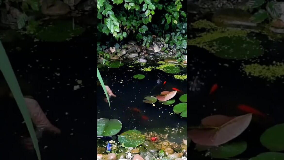 Blissful Serenity: Embracing the Enchanting Tranquility of Raindrops and Goldfish in a Serene Pond!