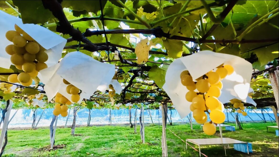 [Japan Travel] Grapes Picking in Shiojiri, Nagano Prefecture 長野県塩尻ぶどう狩