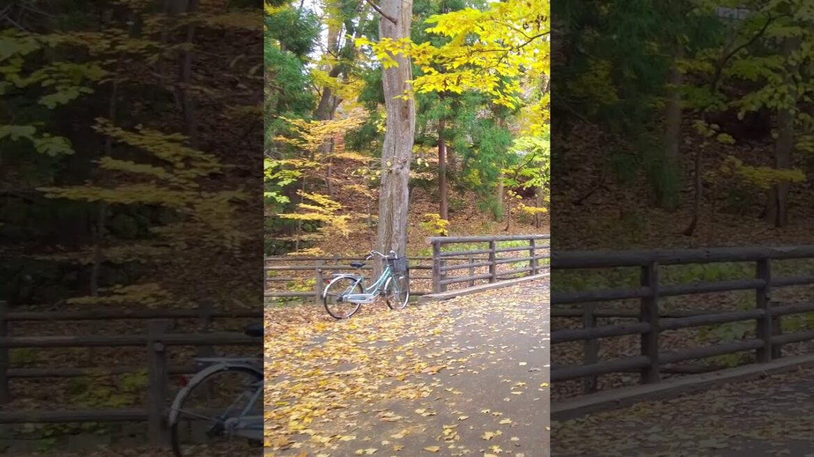 Maruyama Park Sapporo Hokkaido #japan #travel Maruyama Park Sapporo Hokkaido #japan #travel