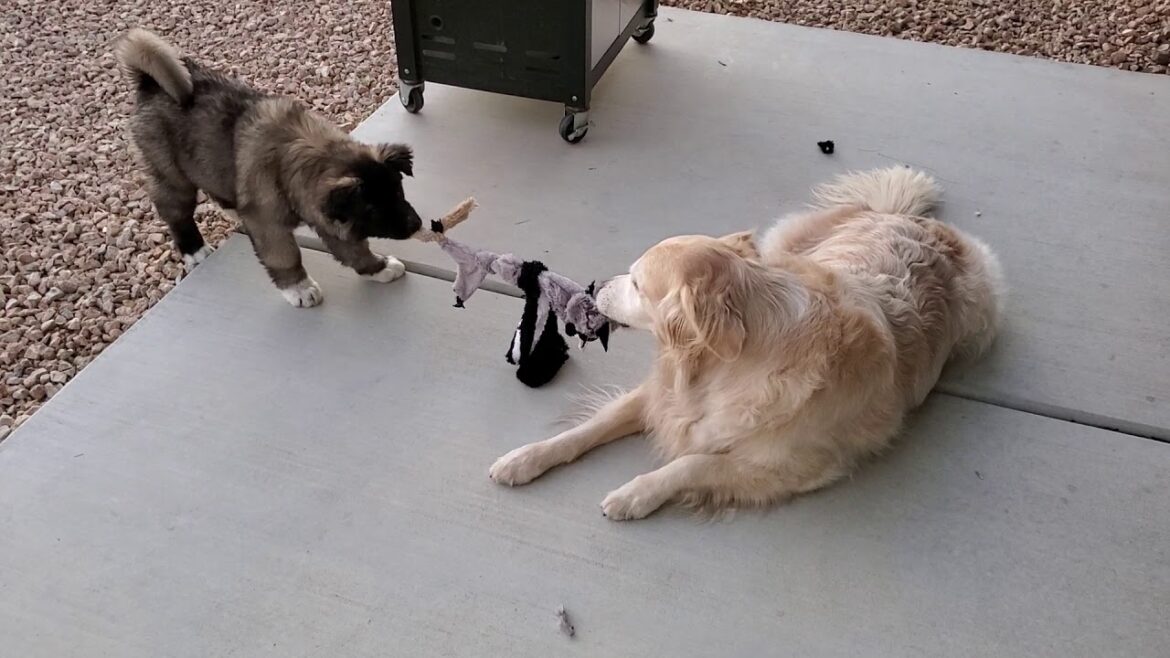Old Golden Retriever Tossing Around Little American Akita Puppy During Tug of War & Then Lies Down Old Golden Retriever Tossing Around Little American Akita Puppy During Tug of War & Then Lies Down