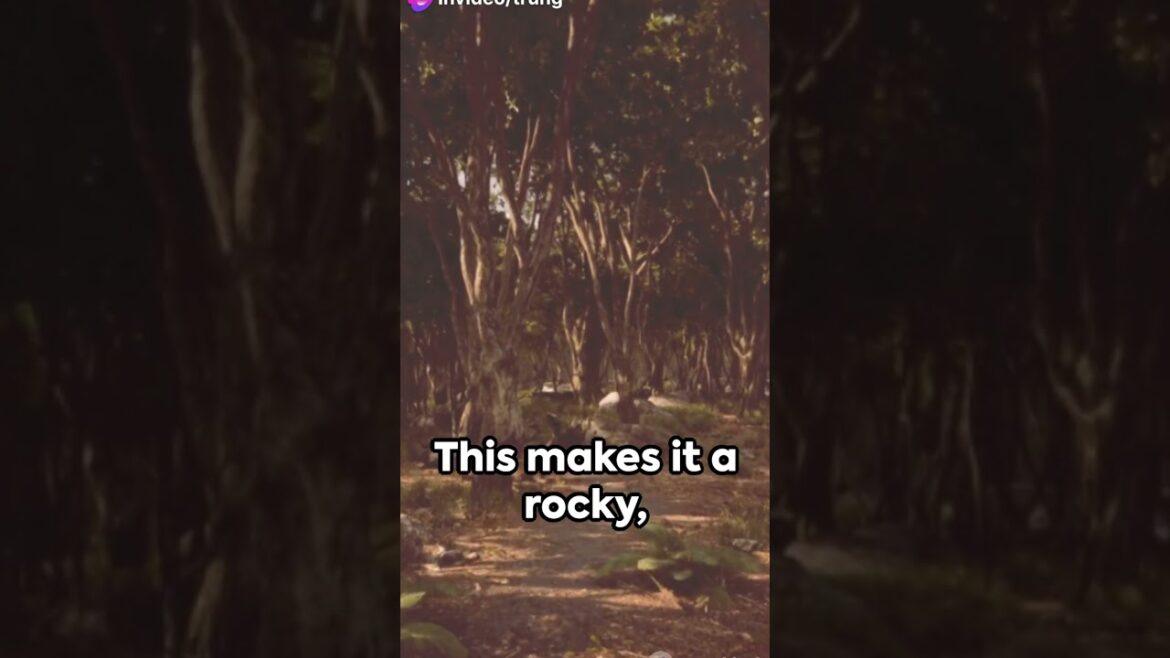 Captivating Landscapes of Aokigahara Forest A Pristine Natural Wonderland Japan #shorts Captivating Landscapes of Aokigahara Forest A Pristine Natural Wonderland Japan #shorts