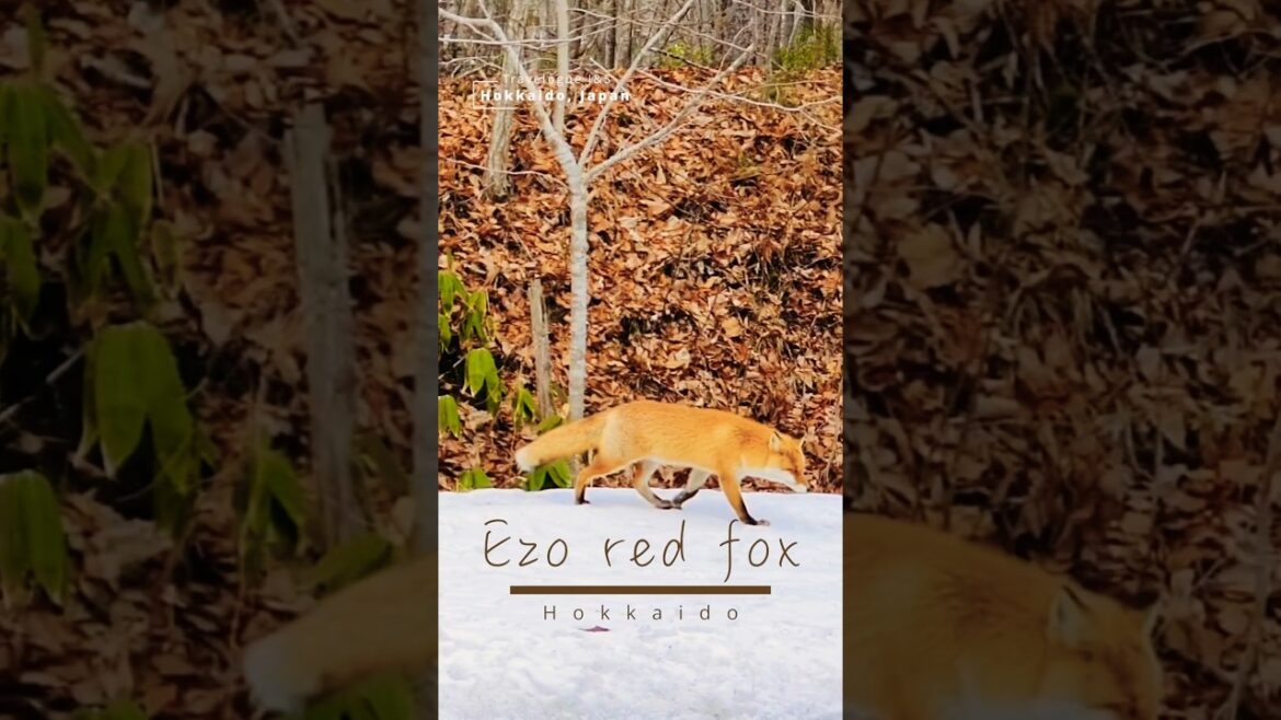 Ezo Red Fox | Sakhalin Fox | Hokkaido, Japan 🇯🇵 #shorts