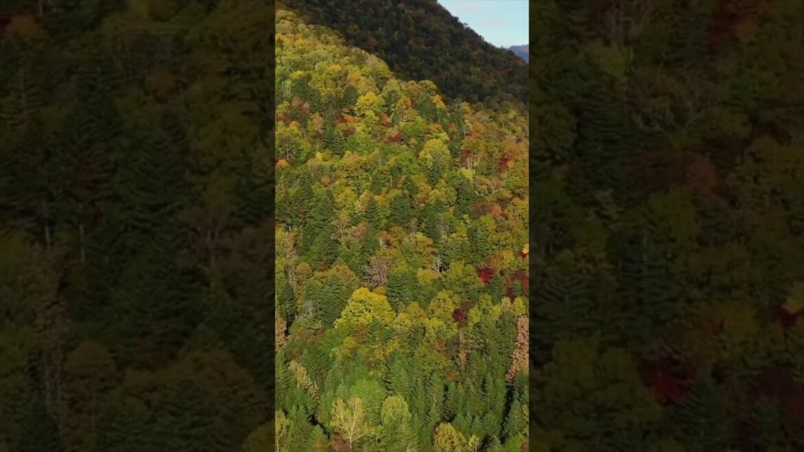 北海道【紅葉の絶景ロード】日高町と帯広を結ぶ237号線　Autumn leaves in Hidata Hokkaido　Japan