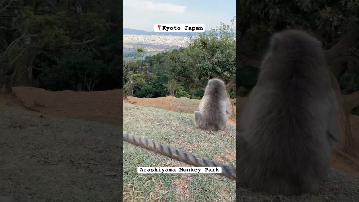Went to see some monkeys in Kyoto Japan📍🇯🇵 #japan #buddhisttemple #travel #japantrip