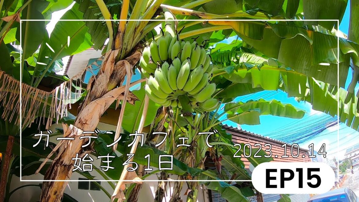 【Thailand life 🇹🇭 タイ生活 EP15】地元の方に人気のガーデンカフェでブランチ!|チェンマイ日常生活|朝ごはん|焼肉| 【Thailand life 🇹🇭 タイ生活 EP15】地元の方に人気のガーデンカフェでブランチ!|チェンマイ日常生活|朝ごはん|焼肉|