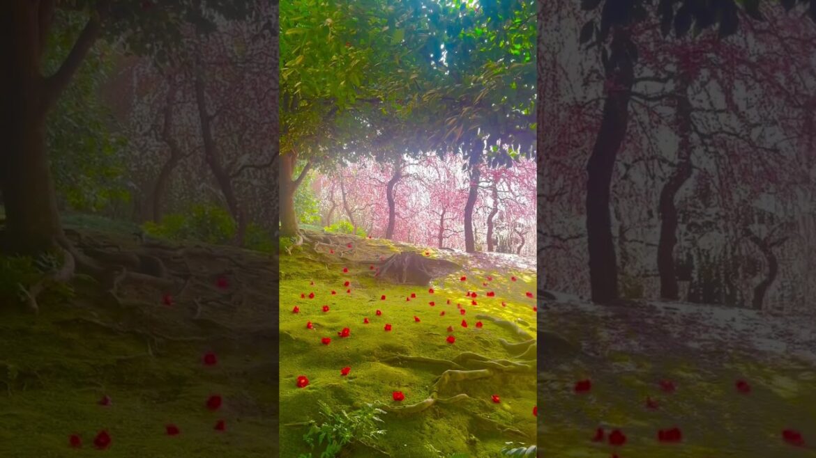 Look at these stunning cherry blossoms! #japan #kyoto #travel #japantrip #fypシ #ytshorts #garden