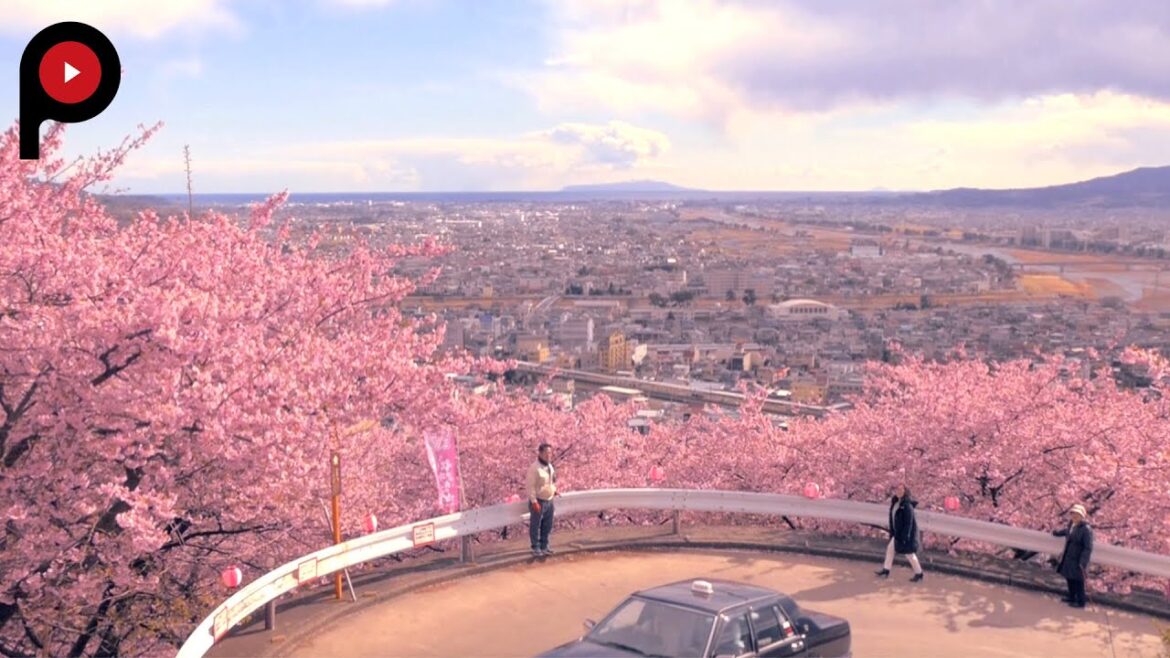 【 松田山の河津桜 】Kawazu Sakura | Get a sneak preview of spring