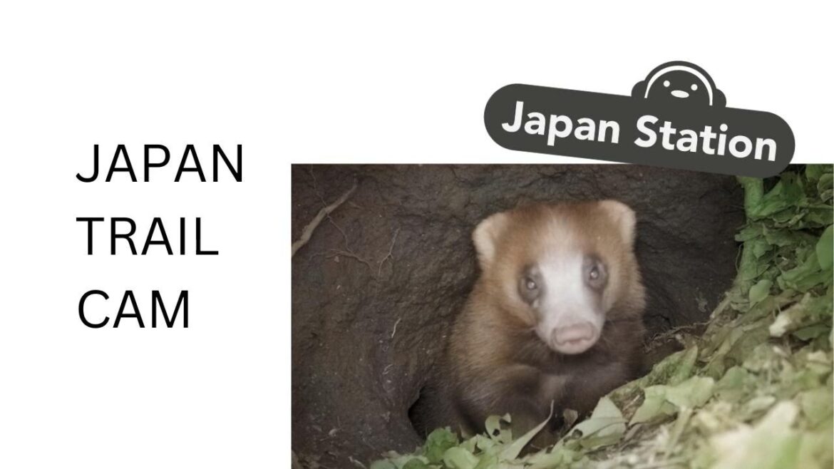 Japan Nature Caught On Camera! A Chat w Japan Trail Cam | Japan Station 102 Japan Nature Caught On Camera! A Chat w Japan Trail Cam | Japan Station 102