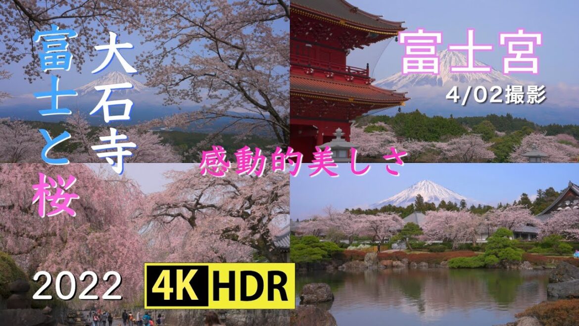 2022 [感動美]大石寺の富士と桜(4K-HDR) Mt. Fuji & Cherry Blossoms At Taisekiji Temple(UHD-HDR)