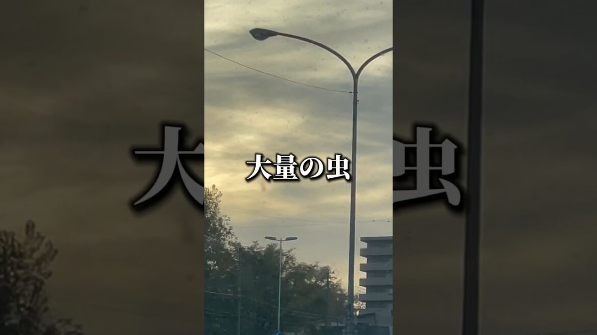 札幌がヤバすぎた「雪虫大量発生」街を埋め尽くす異常事態に恐怖 #vlog #shorts