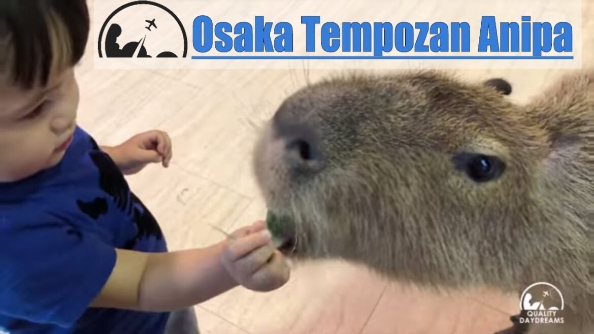 Osaka Tempozan Marketplace & Anipa Petting Zoo | 2018 Best of Osaka for Kids [4K]