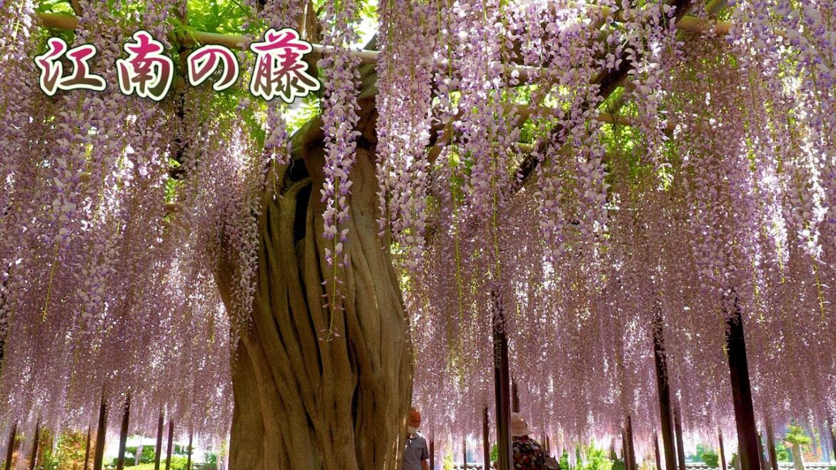 SAITAMA【Private Residence】Wisteria “Konan-no-Fuji” 個人宅 .#4K SAITAMA【Private Residence】Wisteria “Konan-no-Fuji” 個人宅 .#4K