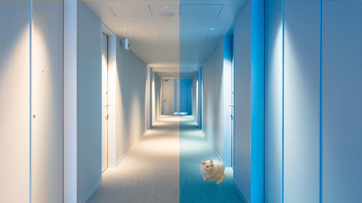 Tokyo Trip to Enjoy Cat Cafe and Dual-Colored Hotel💙💛 | Cat cafe MOCHA & toggle hotel | ASMR Tokyo Trip to Enjoy Cat Cafe and Dual-Colored Hotel💙💛 | Cat cafe MOCHA & toggle hotel | ASMR