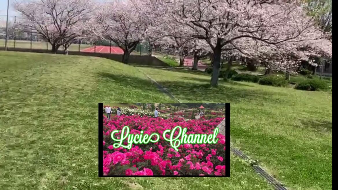 Sakura #Japan’s Spring Cherry Blossom 2021Lycie Channel
