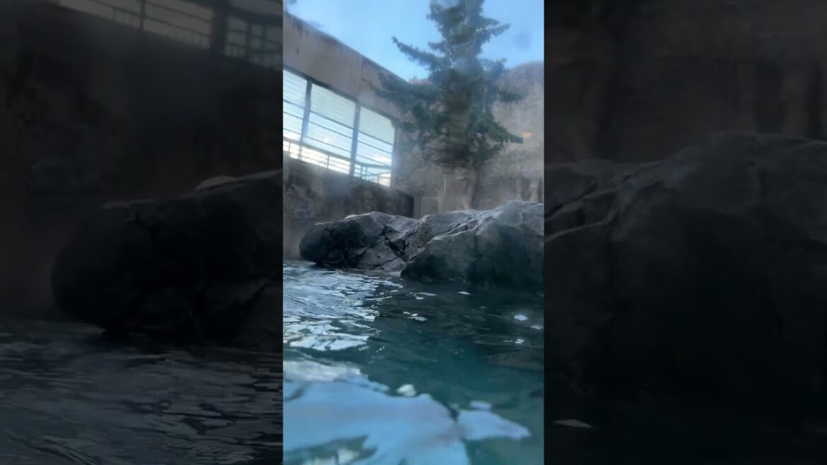 最初に飛び込むホッキョクグマ　夜の旭山動物園 / Polar Bear in Asahiyama Zoo.