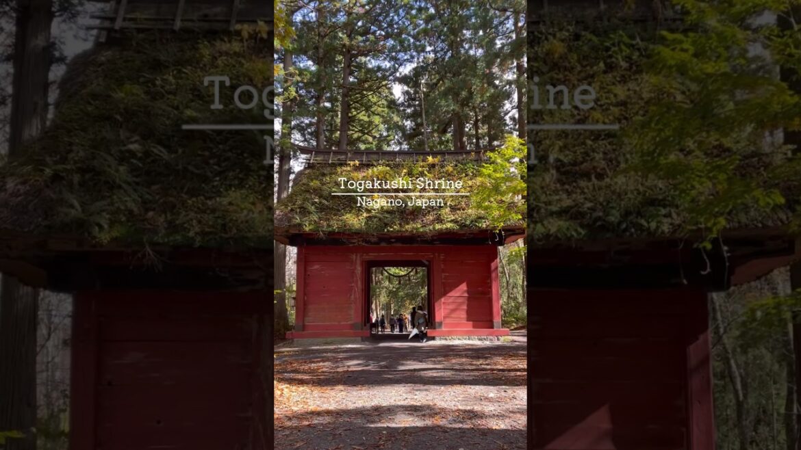 Best of Japan: Unmissable Sights｜Togakushi Shrine 2 #shorts