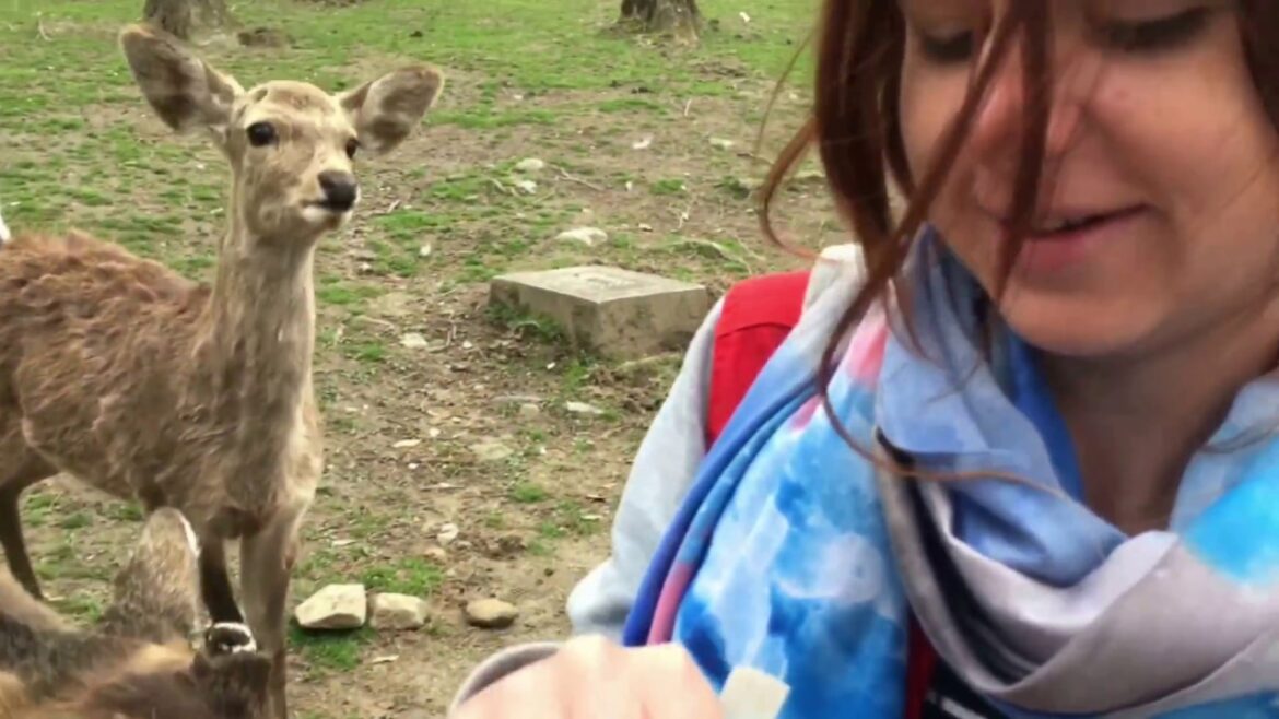 Japan Vlog 12.2 - Deers At Nara
