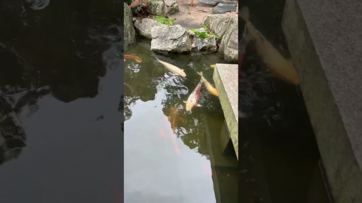 Kyoto  garden park holland park the fukushima garden #koyto #instagood #travel