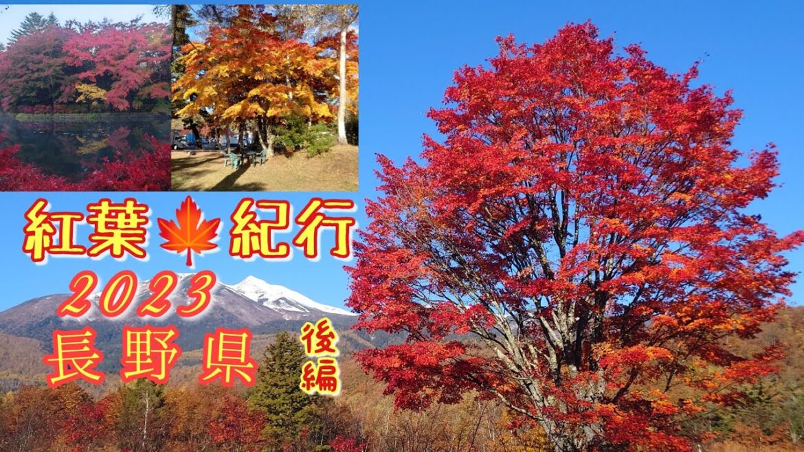 2023 紅葉🍁紀行 長野県 後編 #紅葉 #長野 #楓 #もみじ #三段紅葉 #japan #nagano #autumn leaves #trip