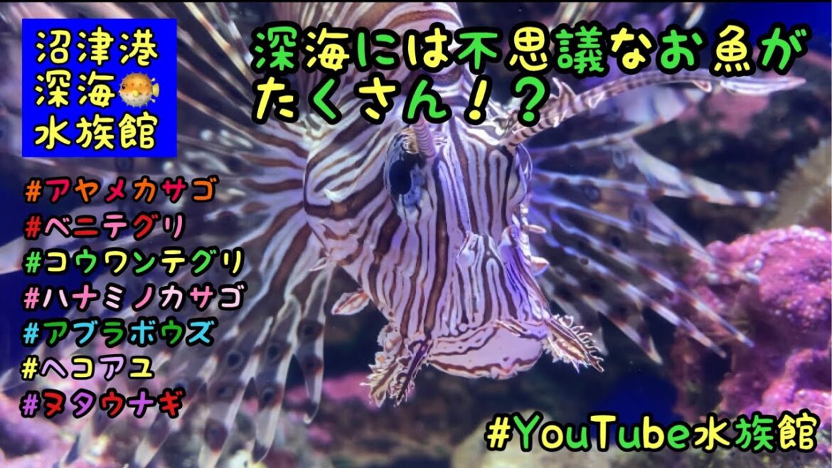 深海のお魚さんたち／沼津港深海水族館［YouTube水族館］#深海 #underthesea
