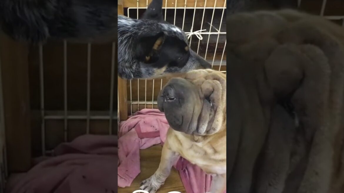 Dingo & Shar Pei forever #love #shorts Dingo & Shar Pei forever #love #shorts