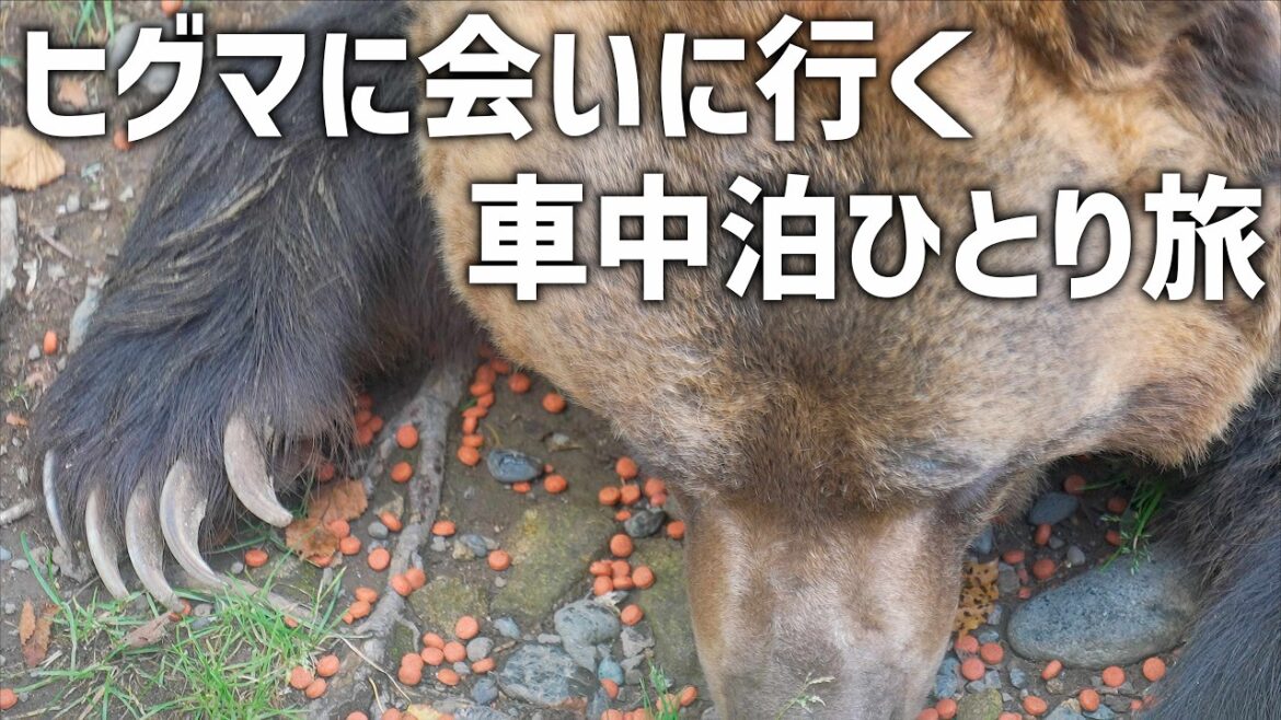 エゾヒグマを間近でみられる道東へ行く車中泊ひとり旅!十勝の無料キャンプ場をチェックしながら熊をじっくり観察 エゾヒグマを間近でみられる道東へ行く車中泊ひとり旅!十勝の無料キャンプ場をチェックしながら熊をじっくり観察