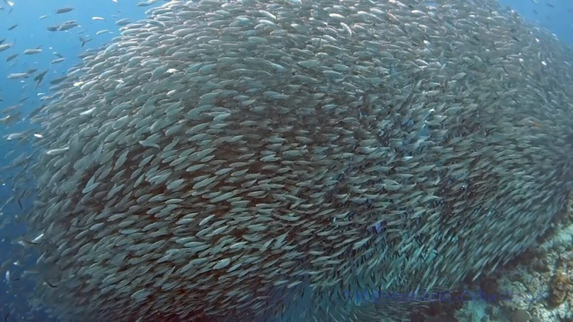 DIVING Moalboal Cebu - PHILIPPINES