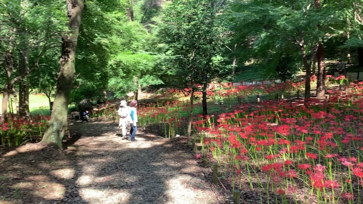 A 1 minute tour filled with flaming Spider lilies and fall vibes
