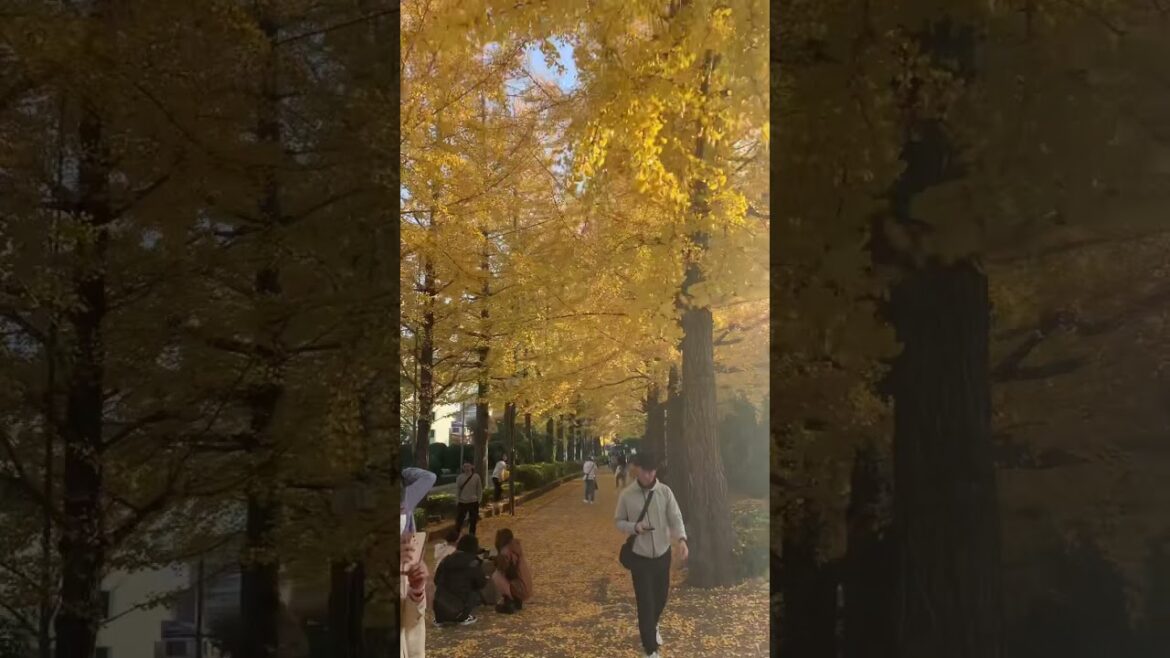 Autumn in Japan #shorts #ginkgo  #autumn #travelshorts #japan #tochigi #travellife #traveller