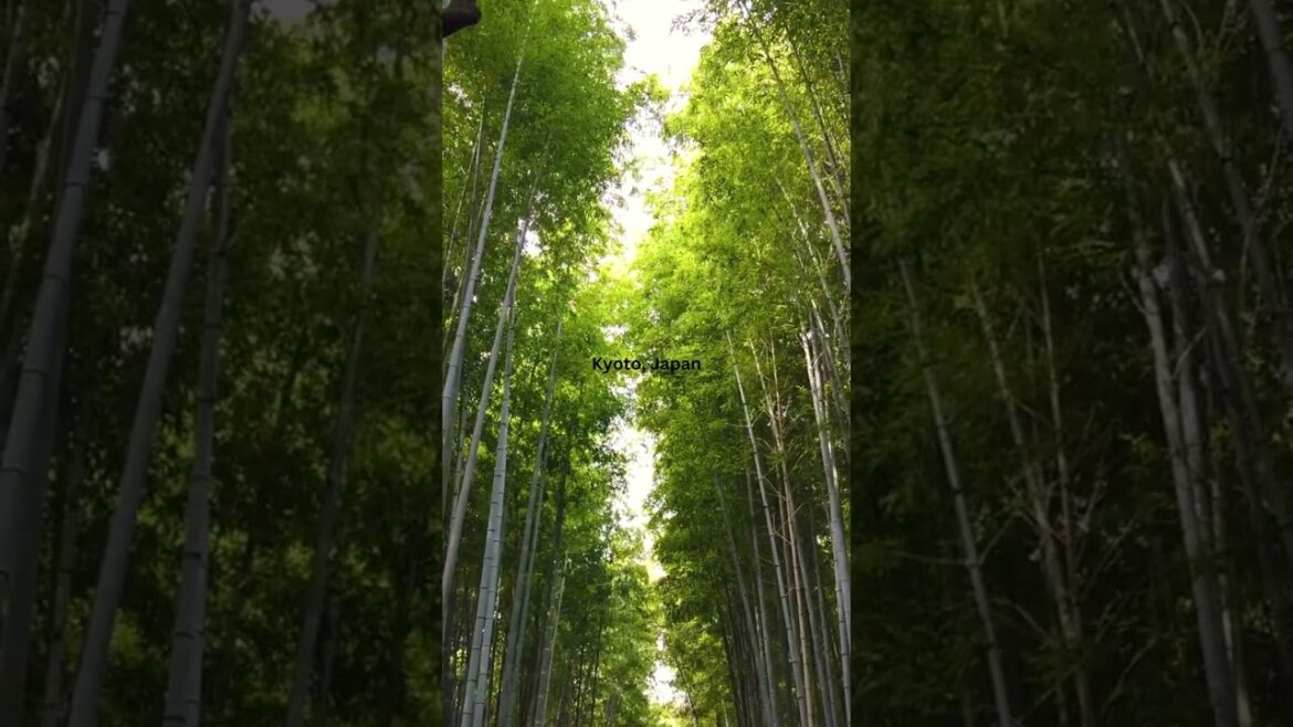 Kyoto, Japan: Known for its stunning temples, traditional tea houses, and beautiful cherry blossoms