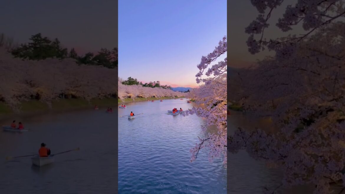 弘前城の桜が一番綺麗 Hirosaki Castle Cherry Blossom #桜 #sakura #shorts 弘前城の桜が一番綺麗 Hirosaki Castle Cherry Blossom #桜 #sakura #shorts