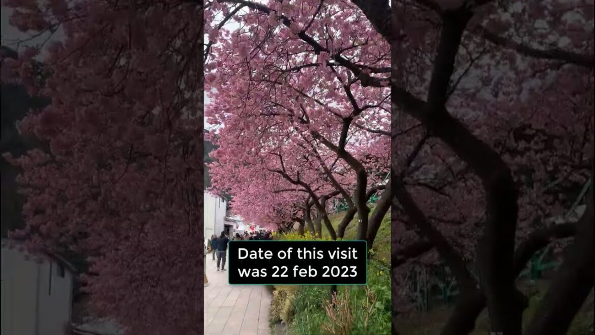 Where can you see sakura during winter? is it possible?