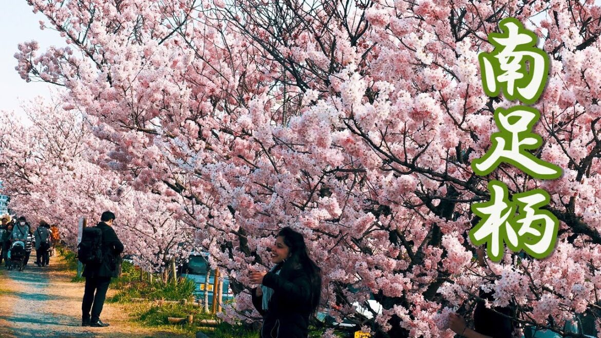 【Cherry blossoms】MinamiAshigara City. Fujifilm site. 2019 #4K #春めき