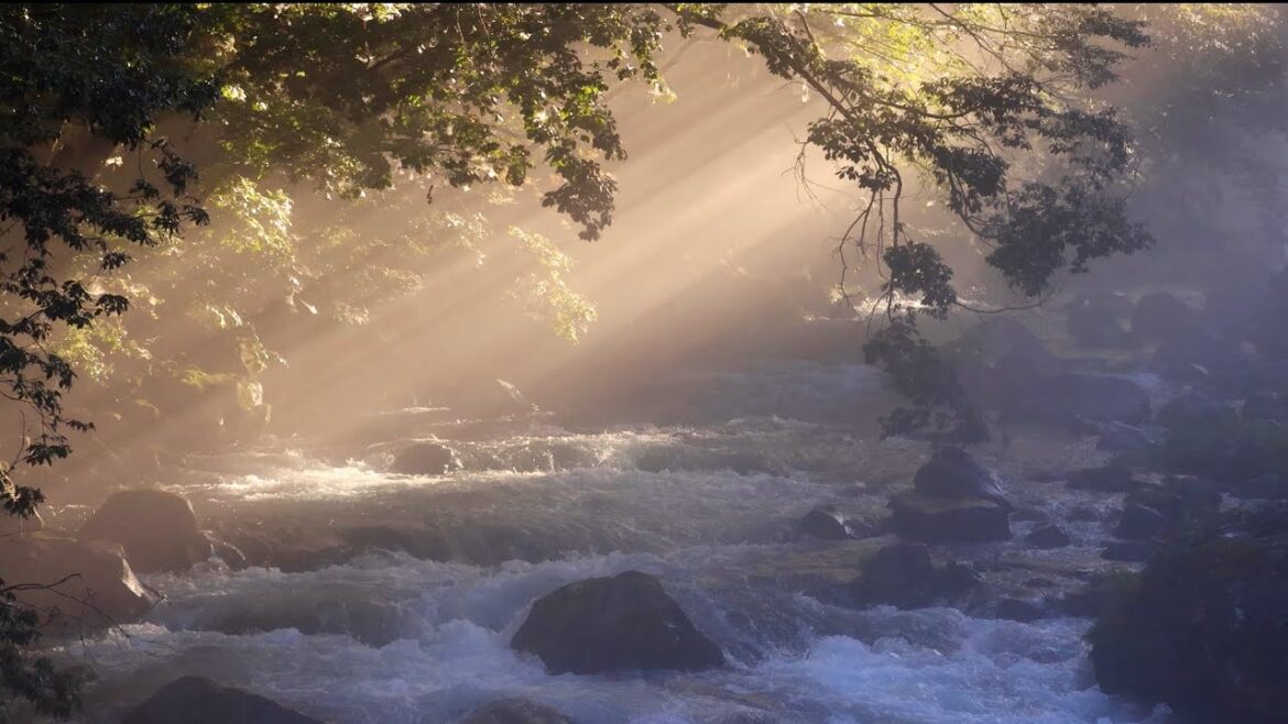 【Japan 1minute Travel SHIZUOKA Fujinomiya】静岡 富士宮 （早朝の川霧が何とも美しい動画）