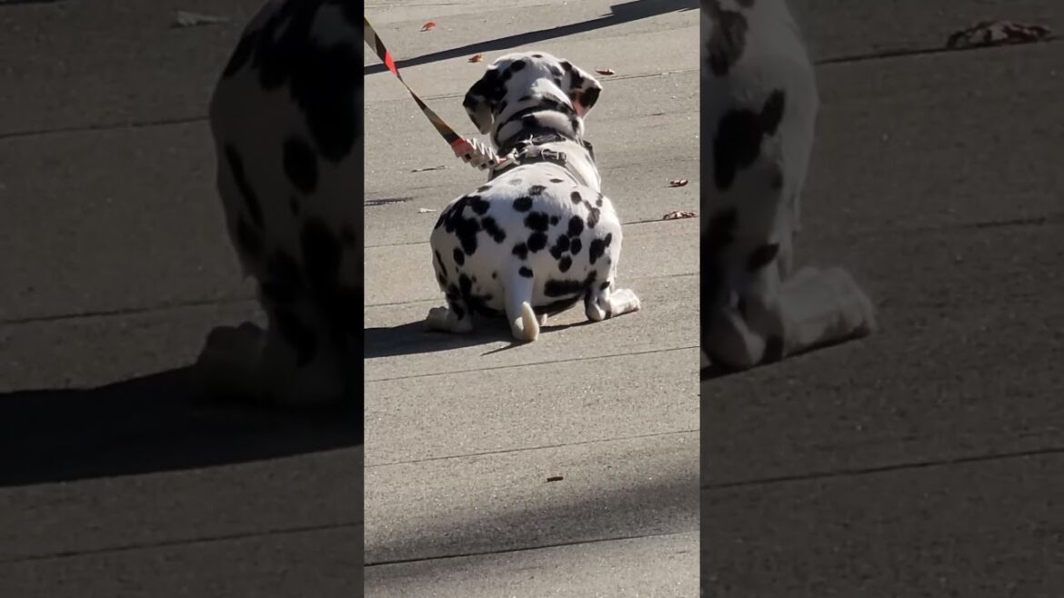cutest polka dot dalmatian dog watching akita and welsh corgi