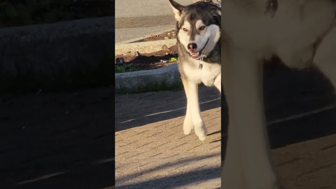 husky is meeting up with akita corgi and eskimo
