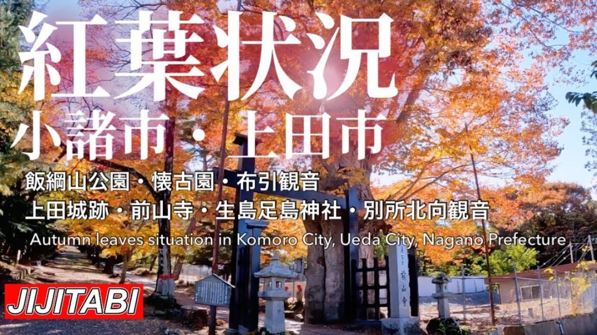 【長野県紅葉情報】小諸市・上田市の紅葉の状況です撮影日2023.10.30 [Nagano Prefecture Autumn Foliage Information] Komoro and Ueda