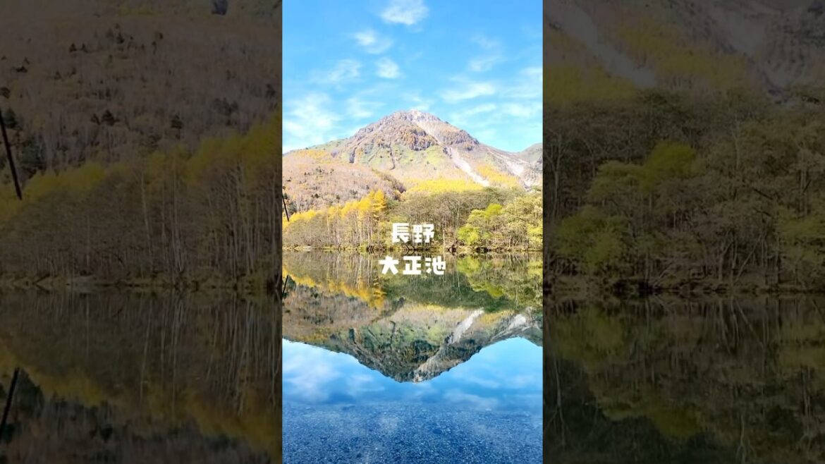 【長野 ⸝ 観光】上高地にある大正池が別世界だった件について #shorts 【長野 ⸝ 観光】上高地にある大正池が別世界だった件について #shorts