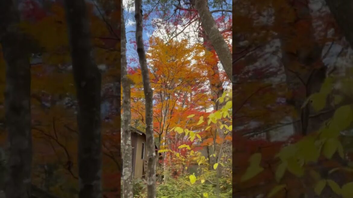 紅葉🍁 #japan #naritasajan #travel #スリランカ