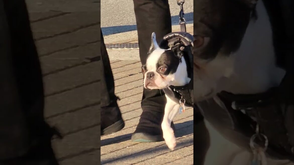 black and white dog is looking for shiba inu and akita