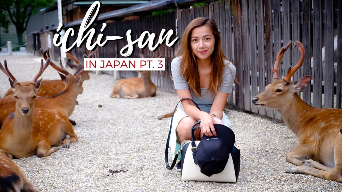 Ichi-san in Japan Part 3 | Finding Kenshin in Kyoto, Nara Deer Park and Zoo Day Ichi-san in Japan Part 3 | Finding Kenshin in Kyoto, Nara Deer Park and Zoo Day
