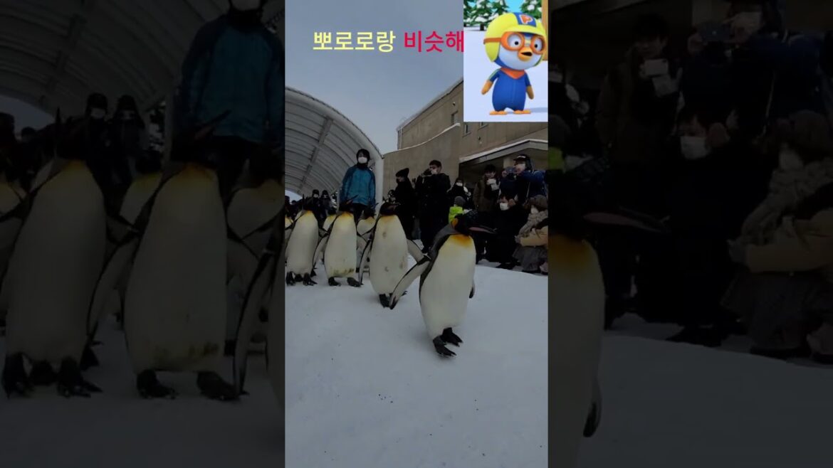 팽귄 산책(뽀로로랑 비슷해)