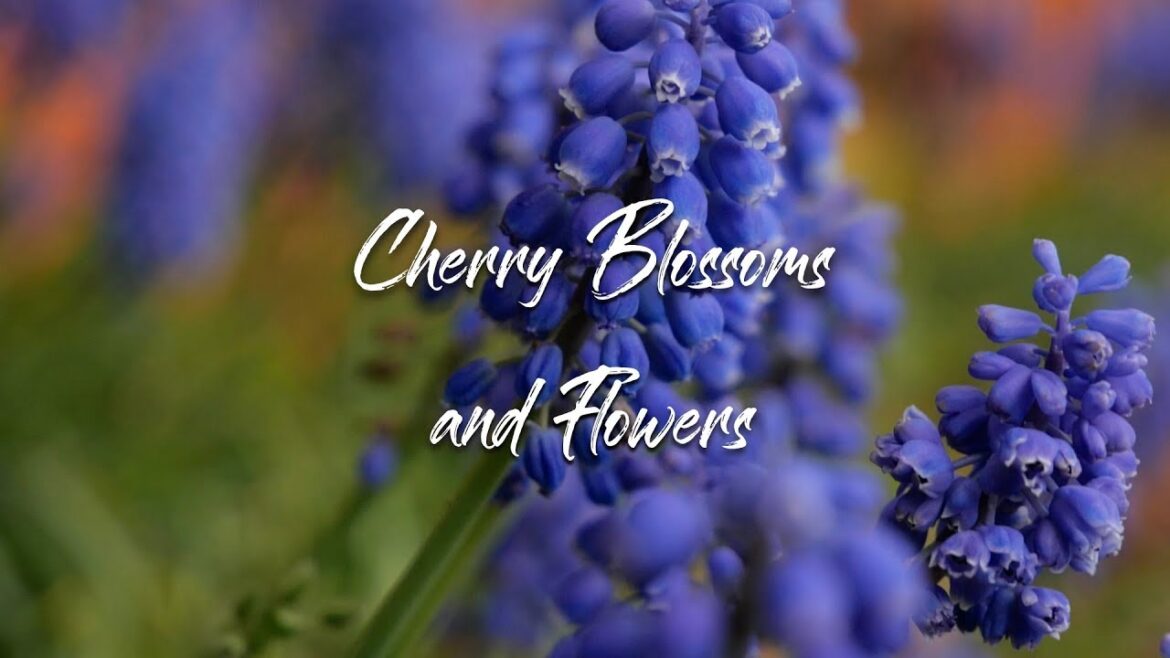 Cherry Blossoms Japan trip Karakida Trail